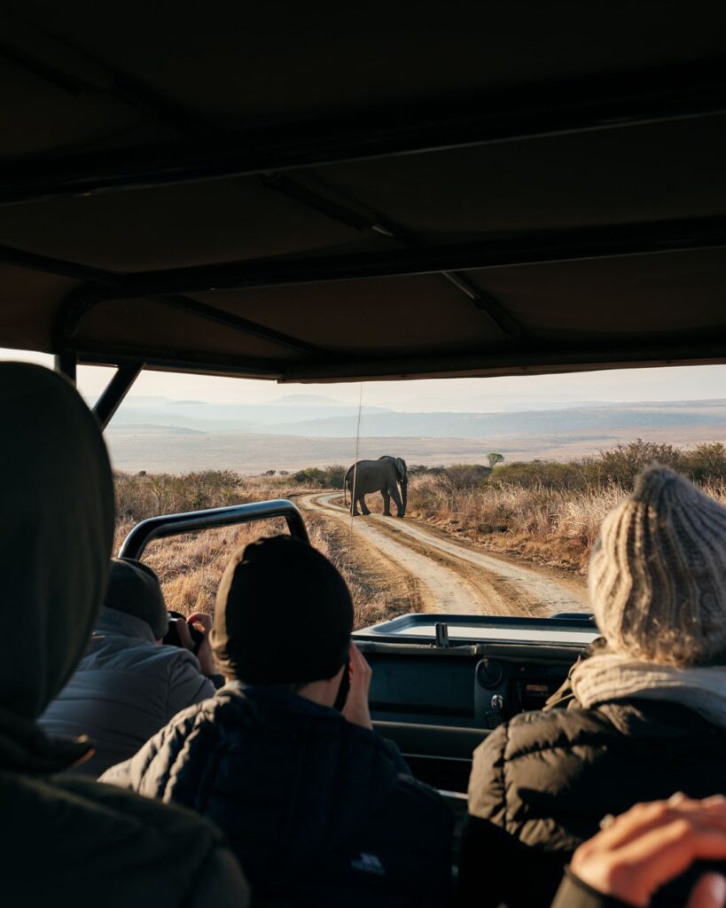 Guests observing an elephant on a game drive at Elephant Rock Lodge – Big Five safari