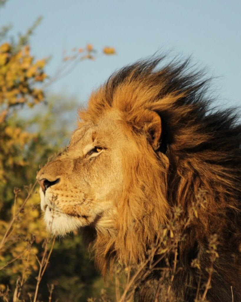 Big 5 safari moments with Elephant Rock Lodge
