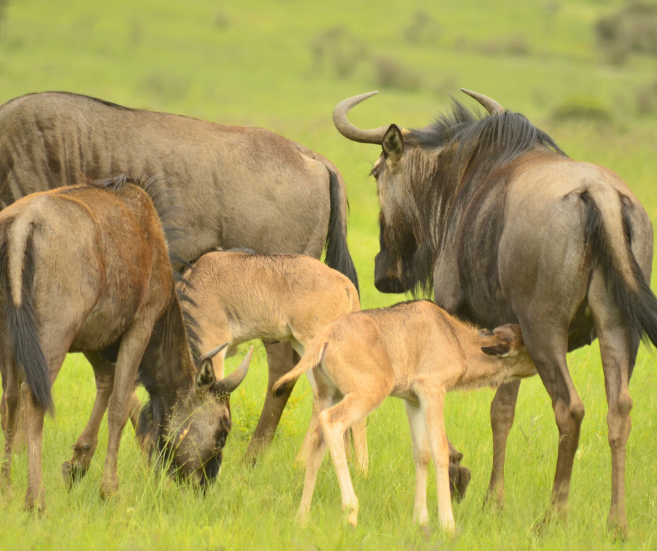 Baby wildebeest on Nambiti Private Game Reserve