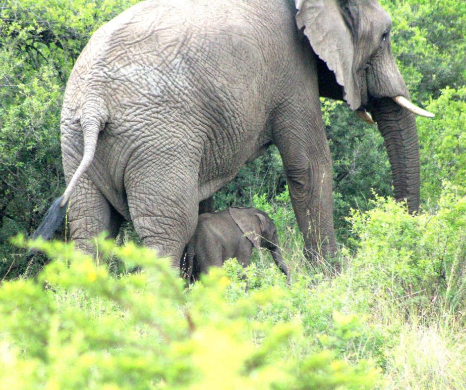 Newborn-elephant-Nambiti-Private-Game-Reserve