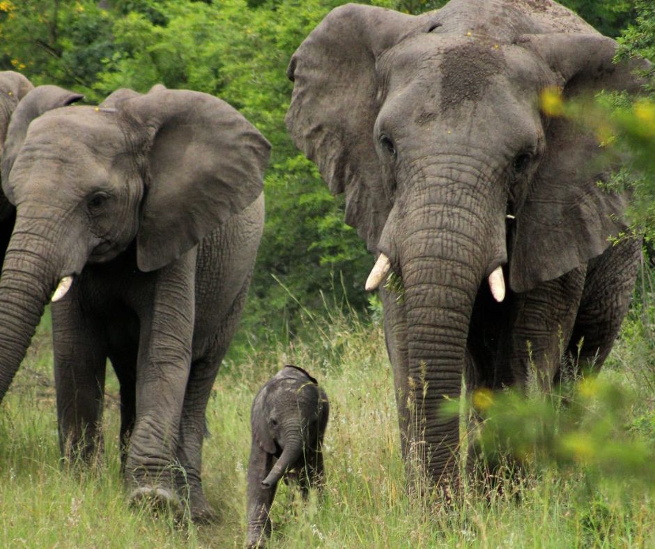 Baby-elephant-between-mom-and-gran