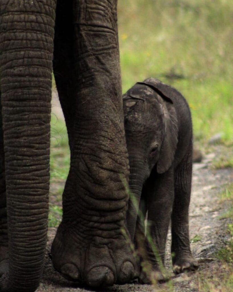 Baby-Elephant-Nambiti-Private-Game-Reserve