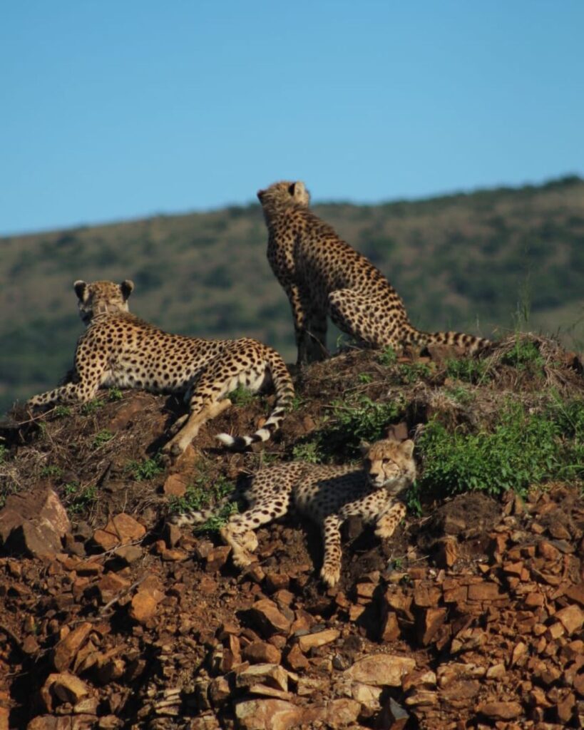 Cheetah-cubs-born-in-2025-Nambiti