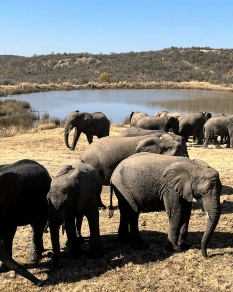 Elephant around the lodge dam