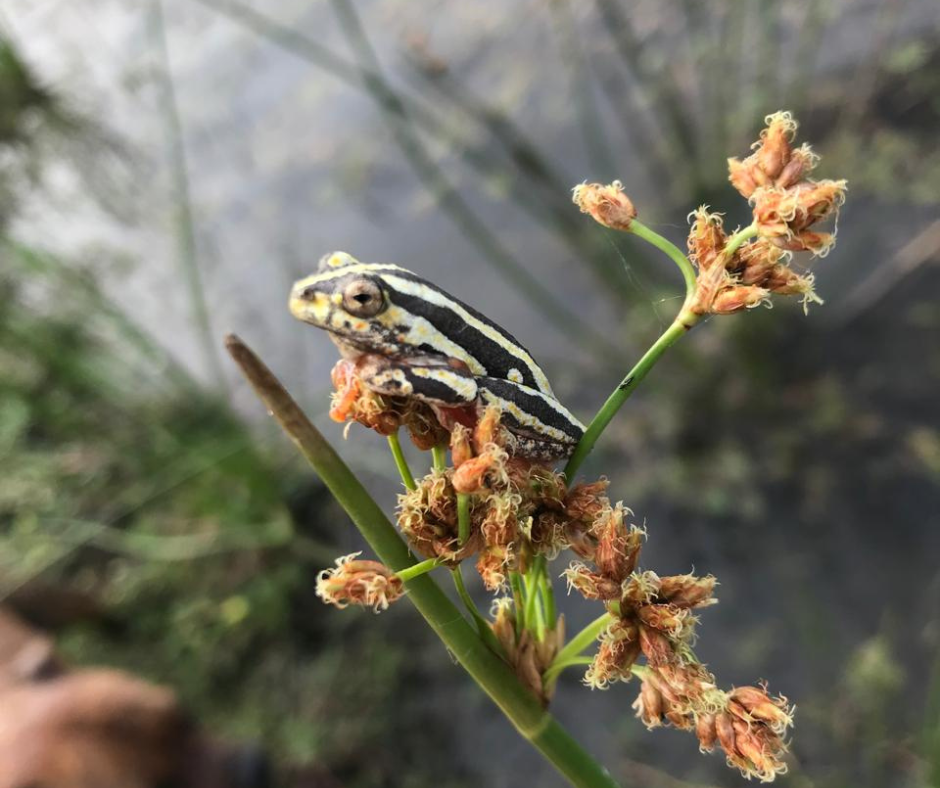 Painted-reed-frog-nambiti