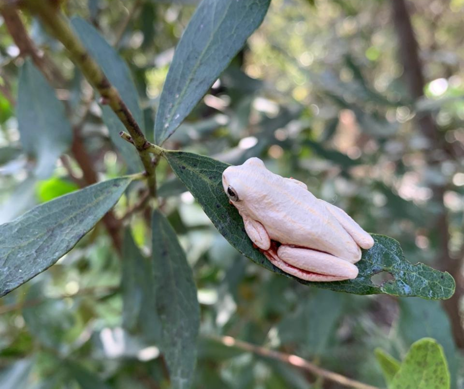 Painted Reed Frog Spotted At Elephant Rock