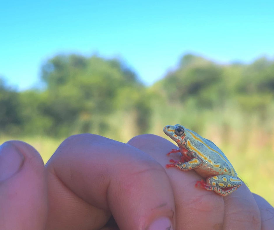 Frogs-At-Nambiti-Private-Game-Reserve