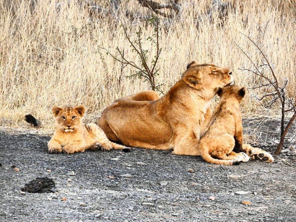 Lioness with cubs