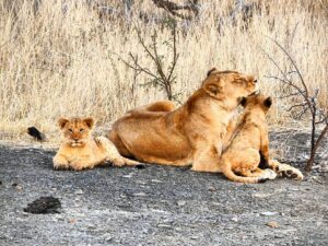 Lioness with cubs