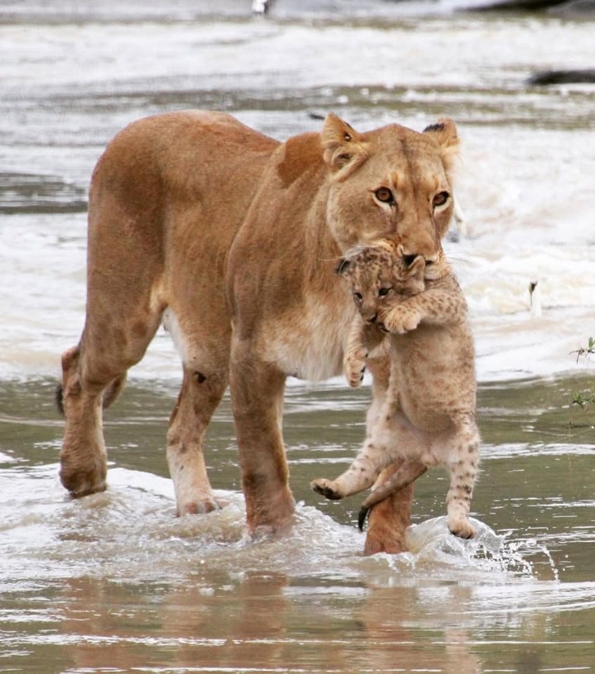Lioness walking lion cub across the river