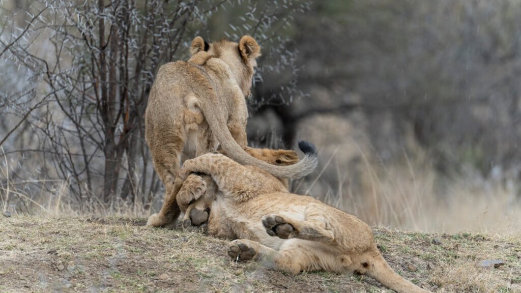 Lion cubs playing