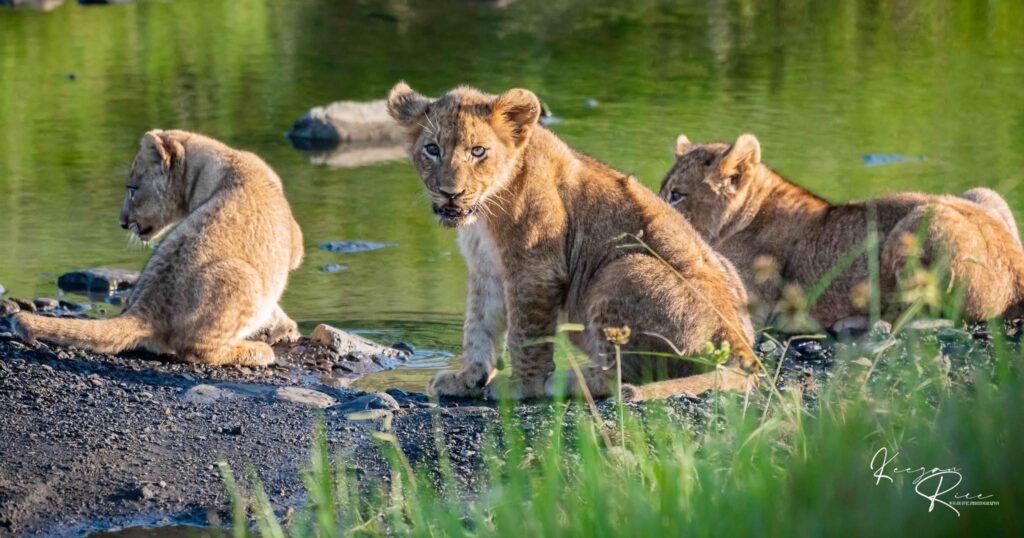 Lion cubs Nambiti Private Game Reserve