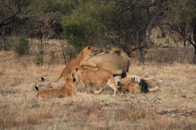 Male lions with cubs