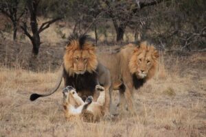 Male lions with cubs