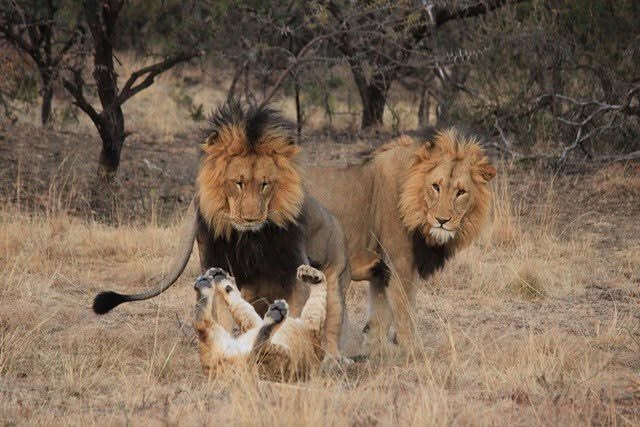 Male lions with cubs
