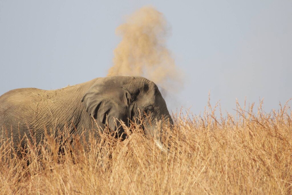Male elephant dust bathing