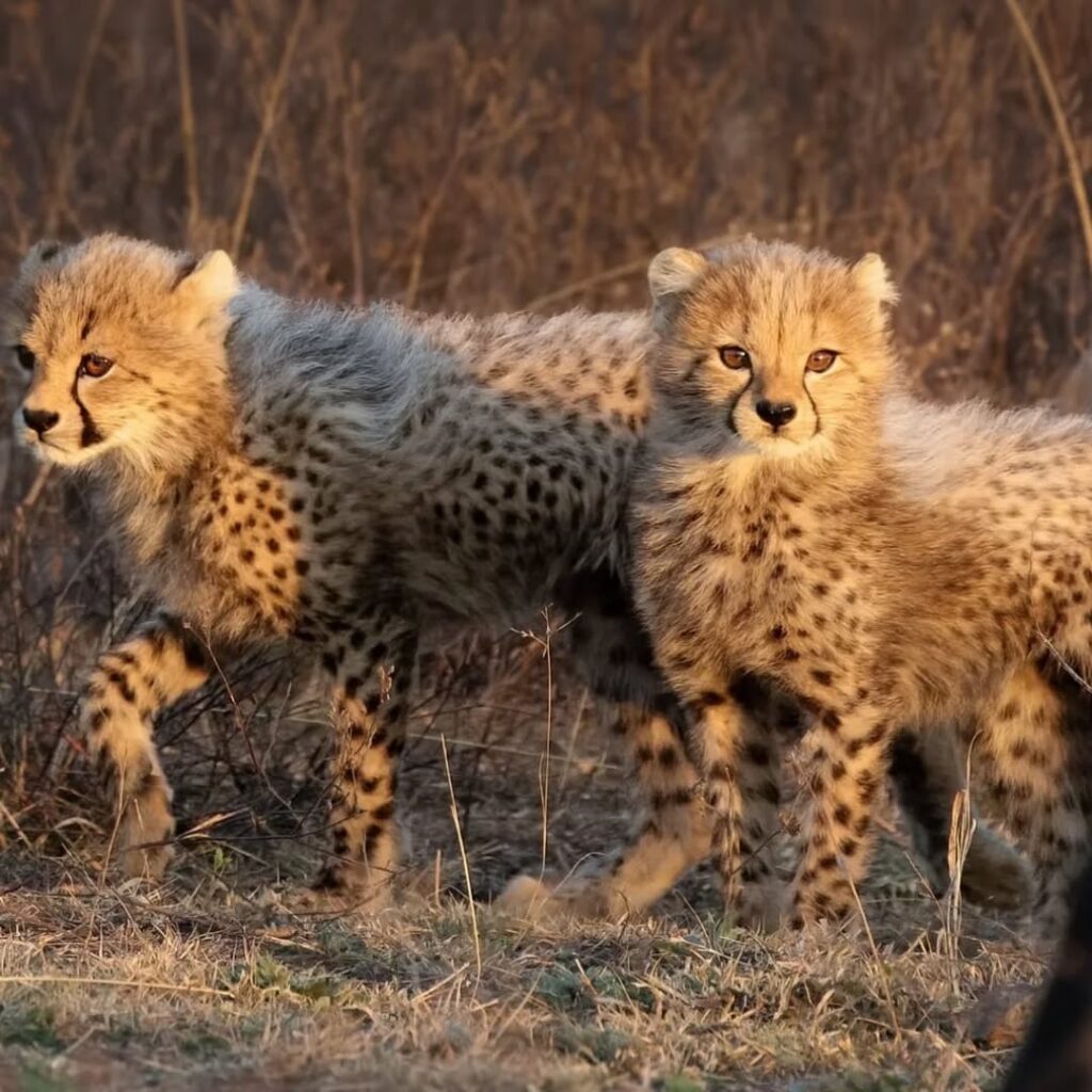 Cheetah cubs