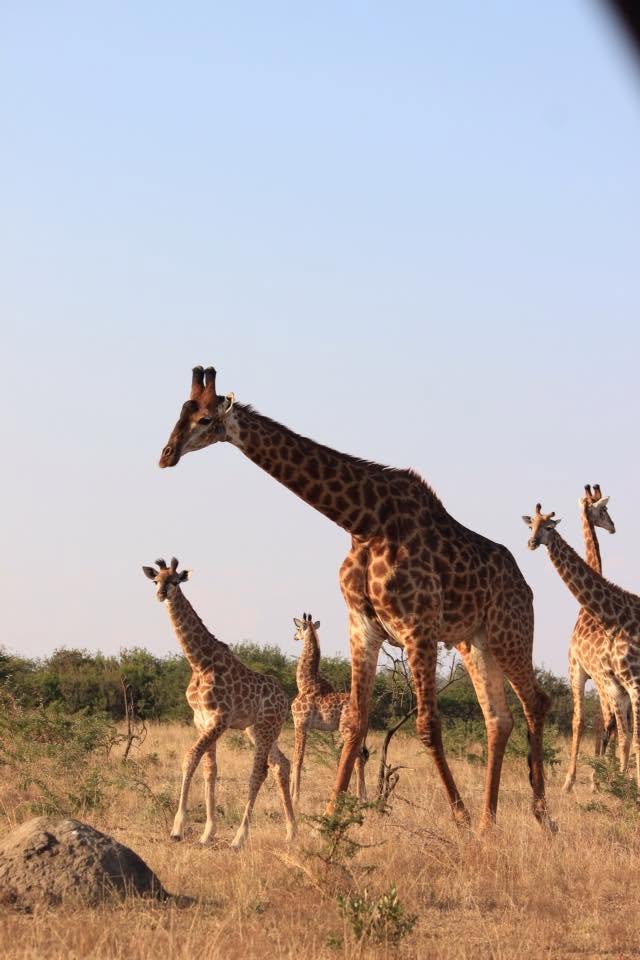Giraffe with their calves