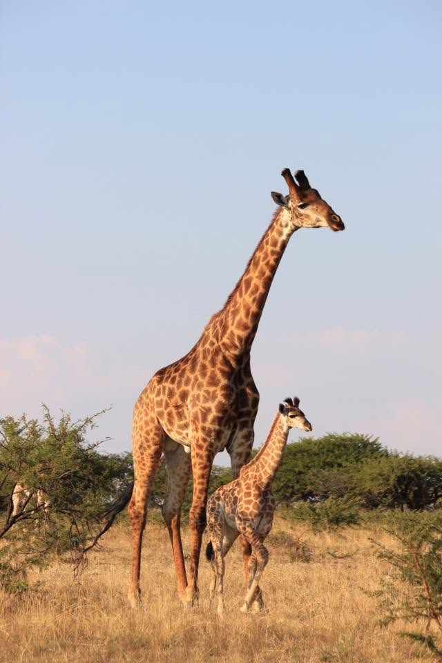 Giraffe and its calf