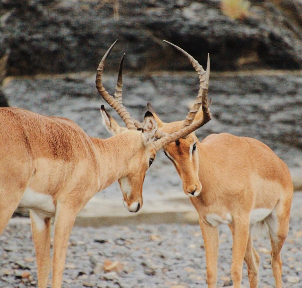 Impala males rutting