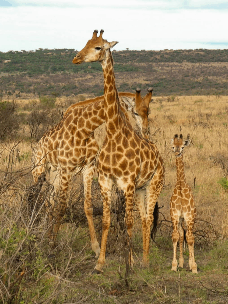 Male Giraffe visiting a female with calf